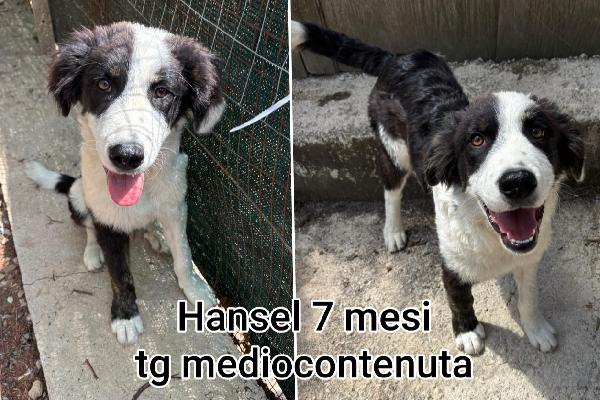 2 MESI: TENERI CUCCIOLI  Foto 3