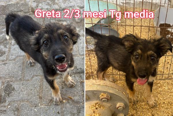 2 MESI: TENERI CUCCIOLI  Foto 5
