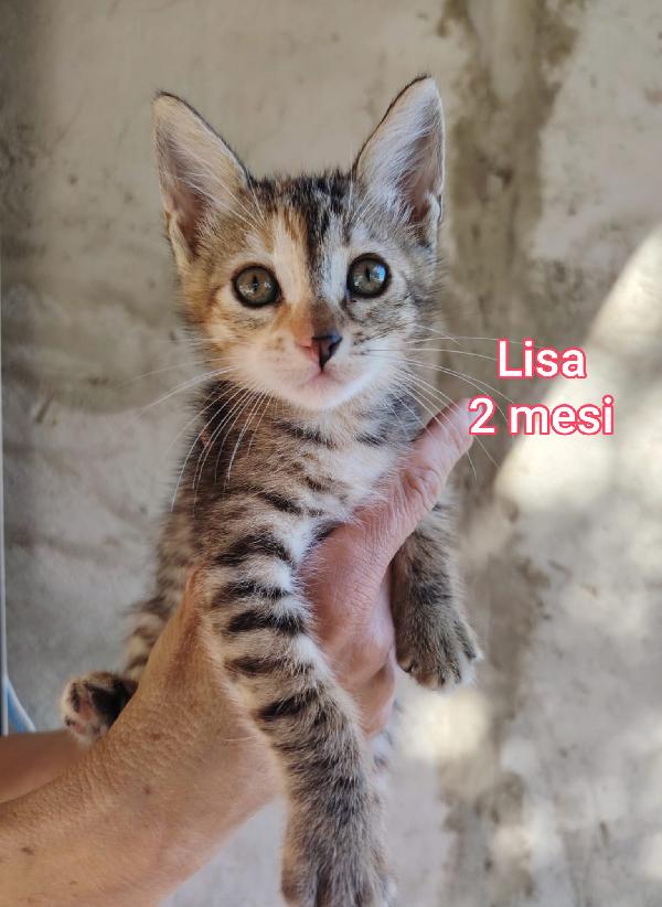 ADORABILI GATTINI TROVATELLI  Foto 7