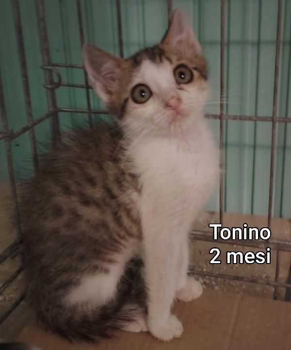 ADORABILI GATTINI TROVATELLI  Foto 8