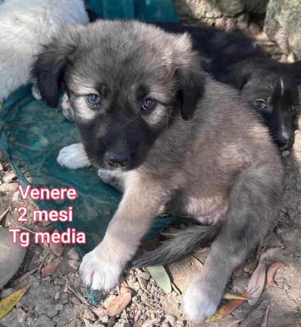 Meravigliosi cuccioli 2 / 3 mesi Foto 5