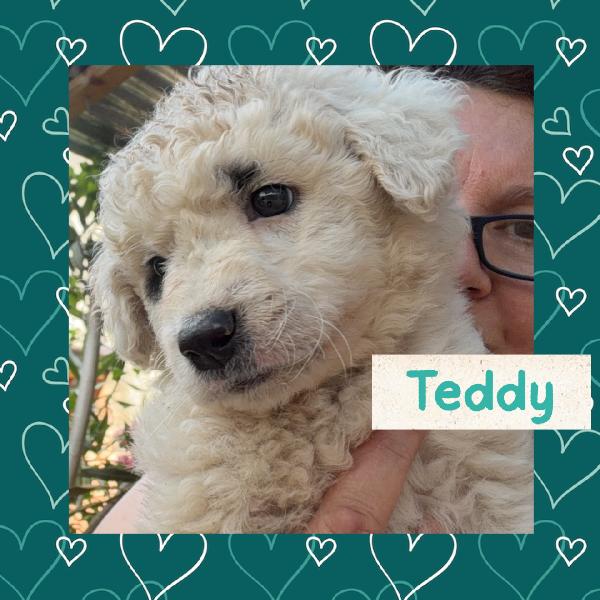 💙🐾 Teddy 🐾💙 Splendido Cucciolo Futura Taglia Media In Adozione 