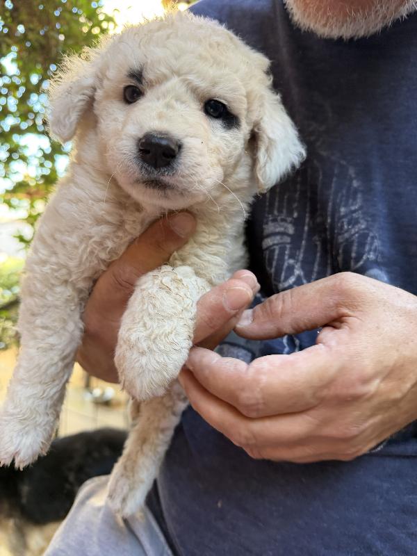 💙🐾 teddy 🐾💙 splendido cucciolo futura taglia media in adozione  Foto 2