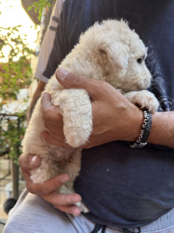 ♥️🐾 teddy 🐾♥️ meraviglioso cucciolo in adozione  Foto 3