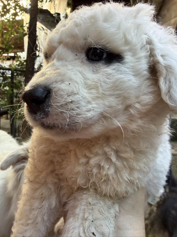 ♥️🐾 teddy 🐾♥️ meraviglioso cucciolo in adozione  Foto 4