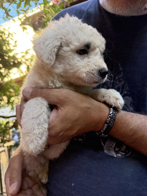 ♥️🐾 teddy 🐾♥️ meraviglioso cucciolo in adozione  Foto 5