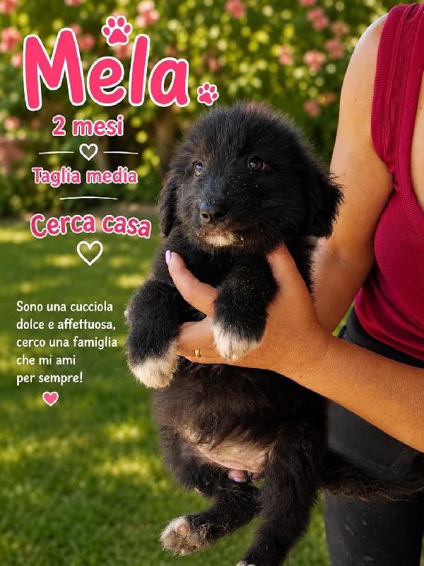 Mela Ha Due Medi