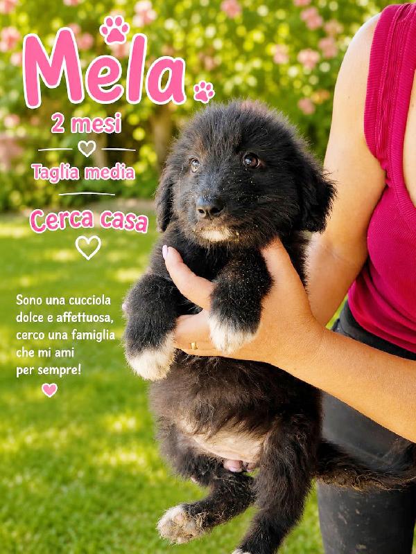 Mela Ha Due Medi