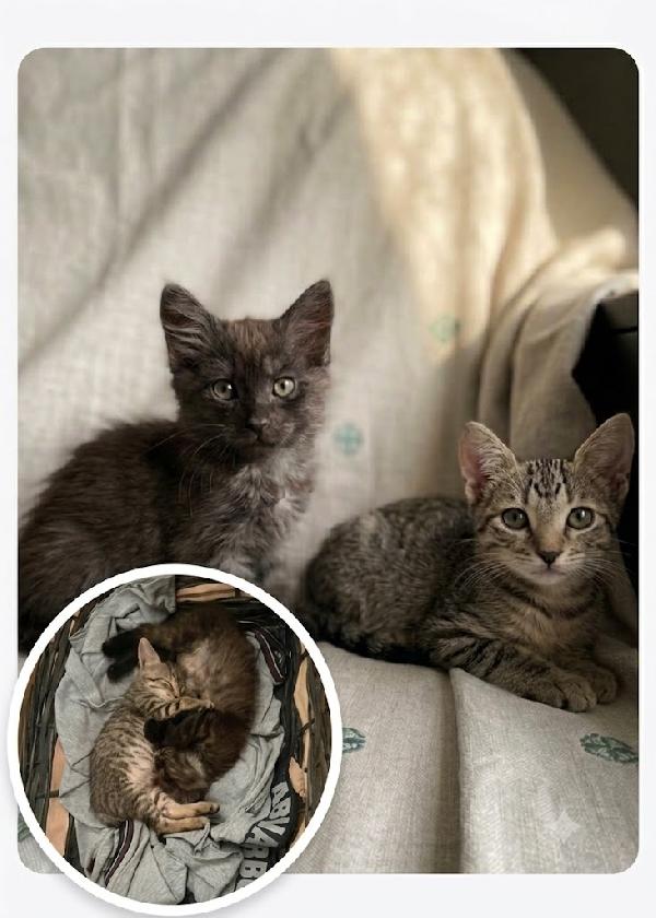 Moki E Minnie Mici 🐱 Carcano Casa 