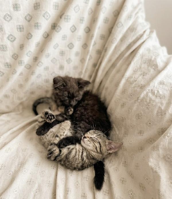 Moki e Minnie mici 🐱 carcano casa  Foto 2