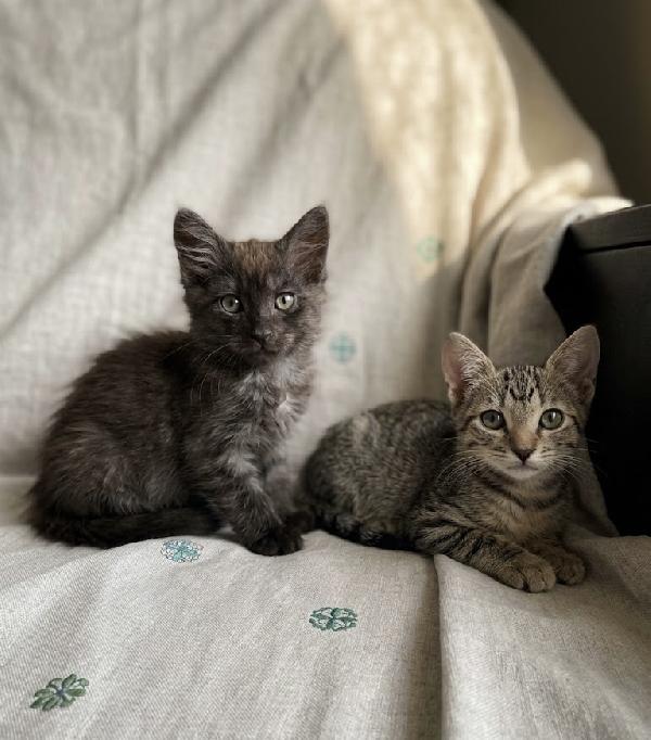Moki e Minnie mici 🐱 carcano casa  Foto 3