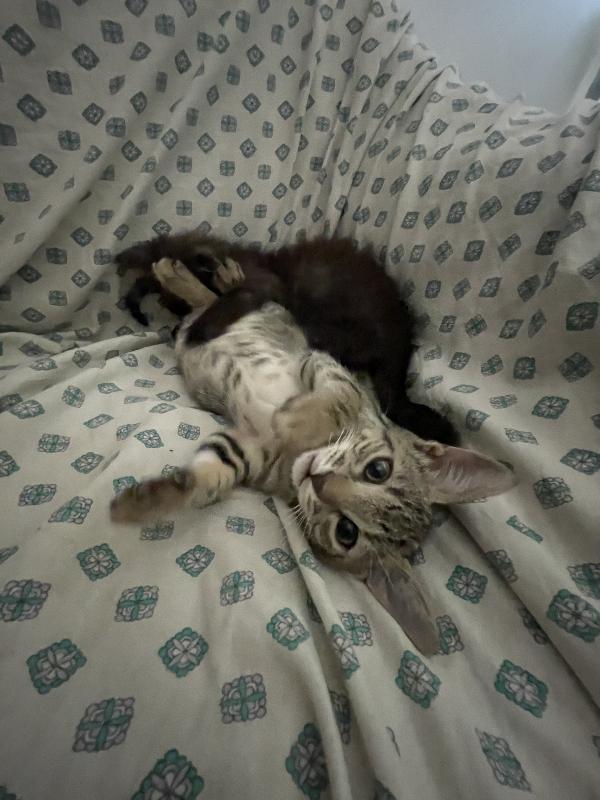 Moki e Minnie mici 🐱 carcano casa  Foto 4