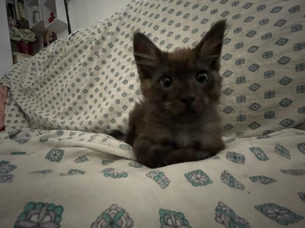 Moki e Minnie mici 🐱 carcano casa  Foto 5