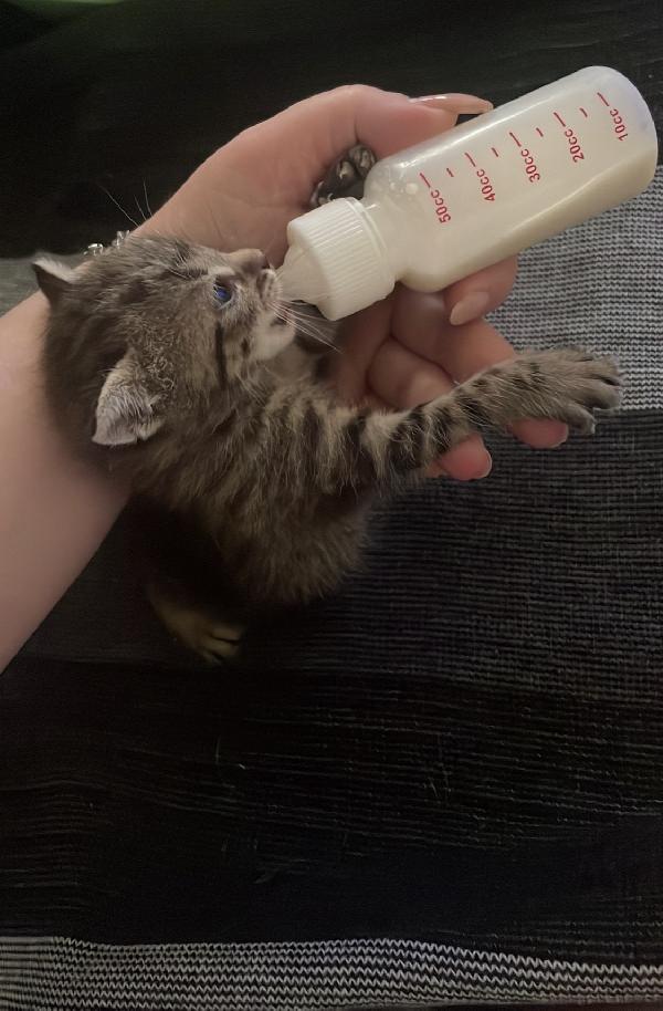 Moki e Minnie mici 🐱 carcano casa  Foto 6