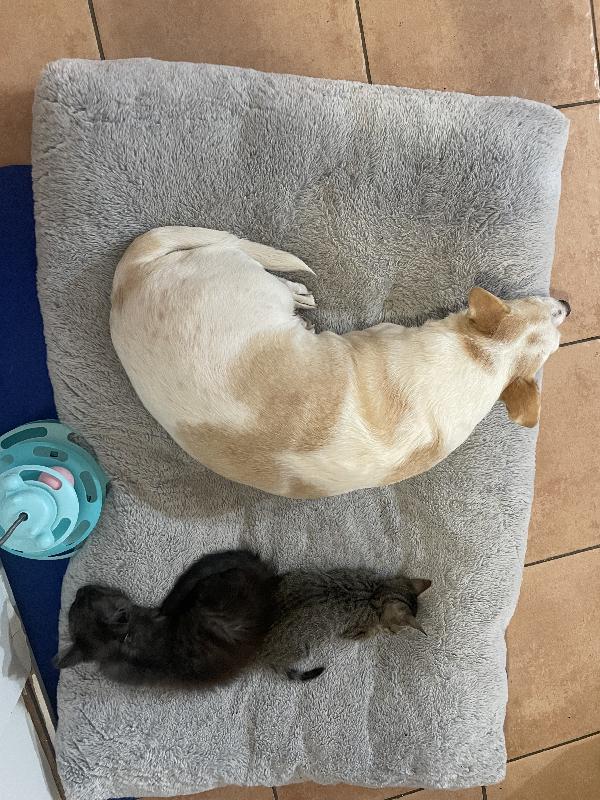 Moki e Minnie mici 🐱 carcano casa  Foto 7