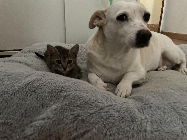 Moki e Minnie mici 🐱 carcano casa  Foto 8