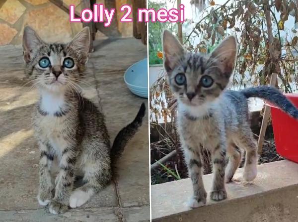 Miciottini Bellissimi