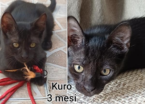 Miciottini bellissimi Foto 4