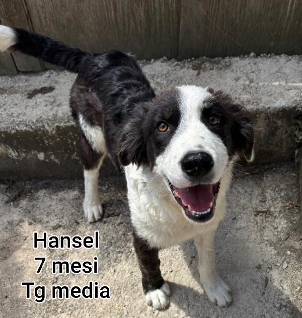 Cuccioli da salvare dal rifugio  Foto 3