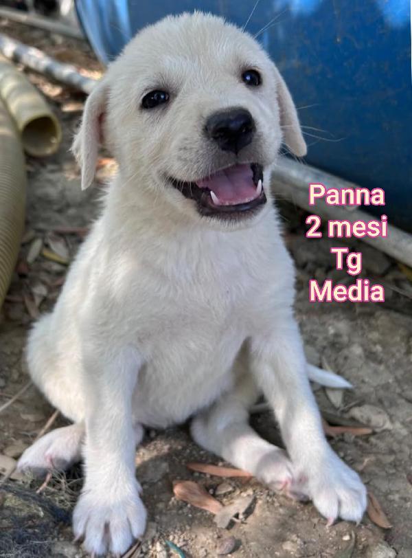 Cuccioli da salvare dal rifugio  Foto 5