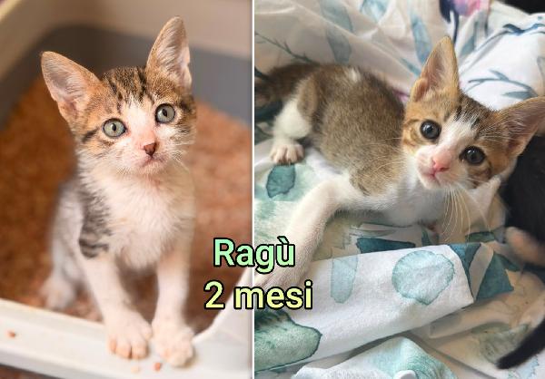 Troppi Gattini Ancora Soli