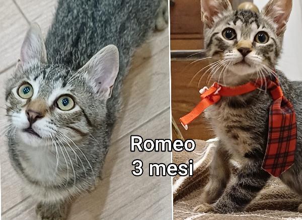 Troppi gattini ancora soli Foto 8