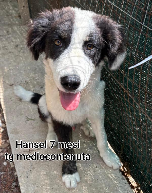Aiutate questi cuccioli! 2 mesi Foto 2