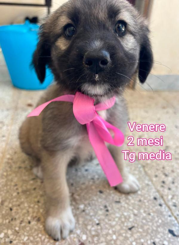 Aiutate questi cuccioli! 2 mesi Foto 3