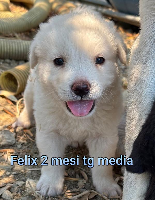 Aiutate questi cuccioli! 2 mesi Foto 10