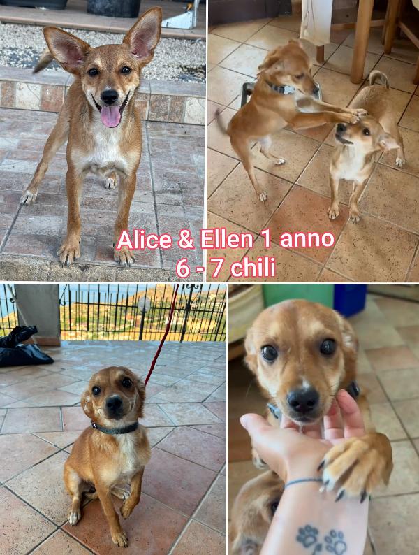 Cani Entro I 10 E I 15 Chili