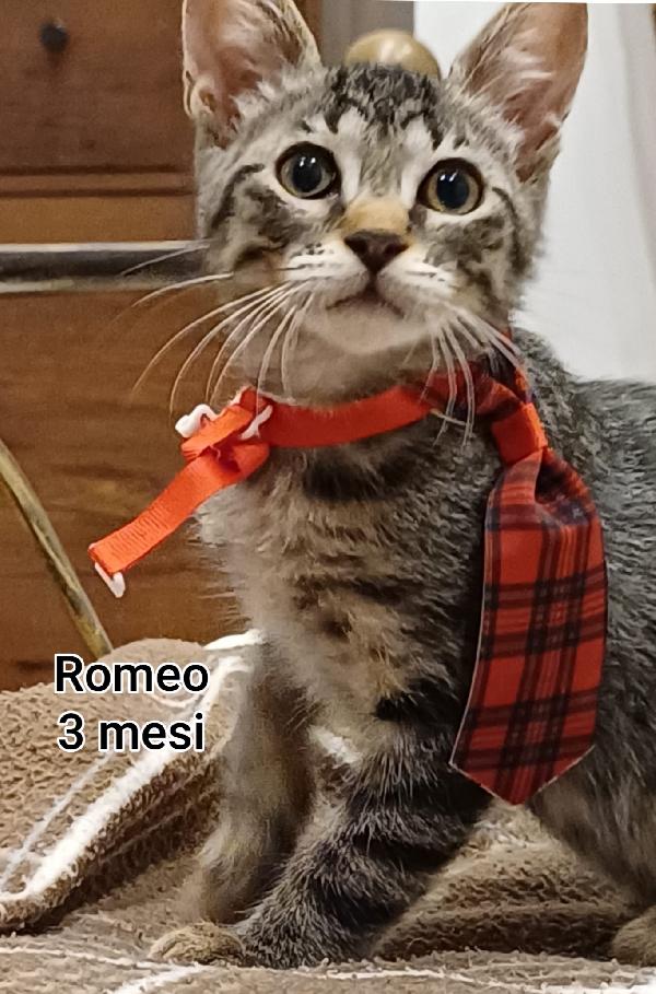 GATTINI: EMERGENZA, SIAMO AL COLLASSO Foto 9
