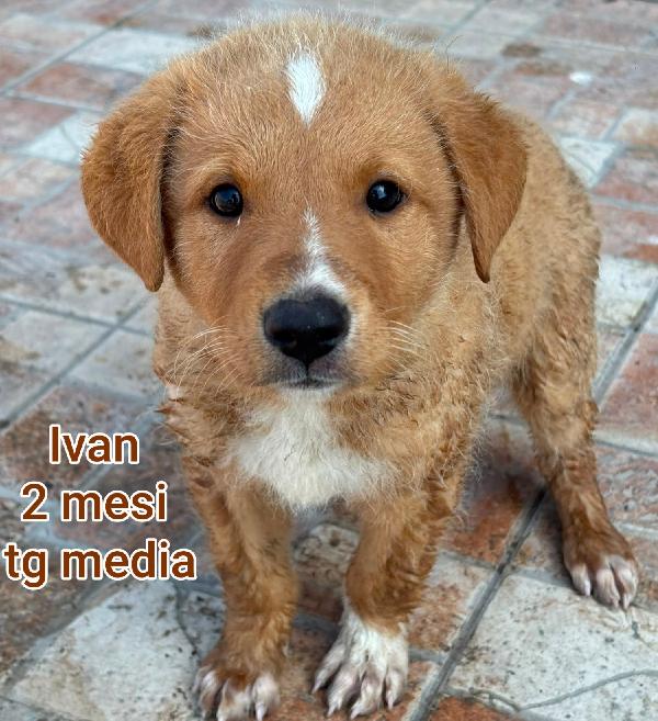 INVISIBILI CUCCIOLI STUPENDI  Foto 4