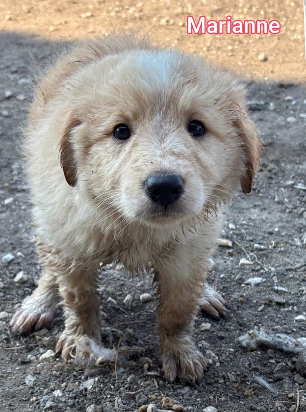 INVISIBILI CUCCIOLI STUPENDI  Foto 8