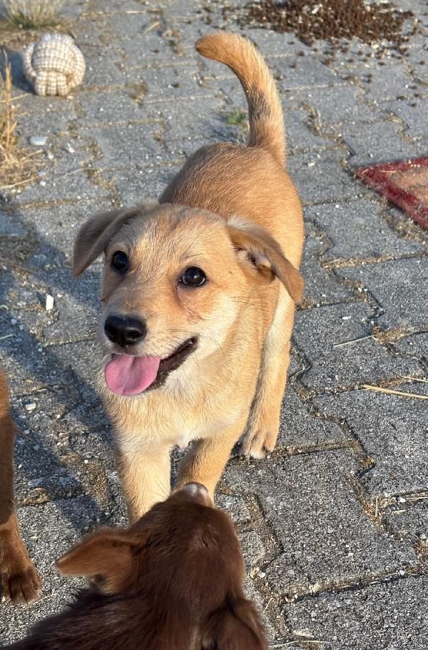 Cani di taglia piccola! Foto 4