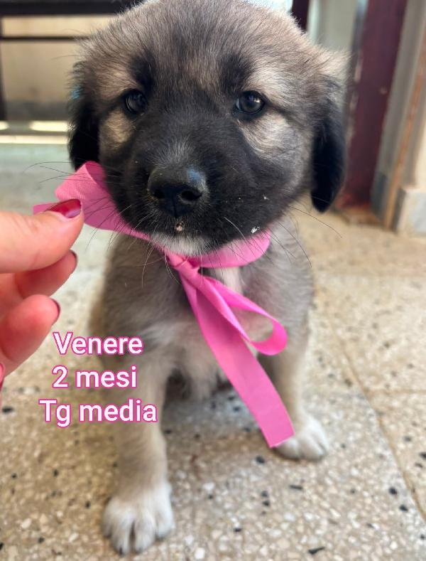 2 mesi: cuccioli in cerca di famiglie  Foto 2