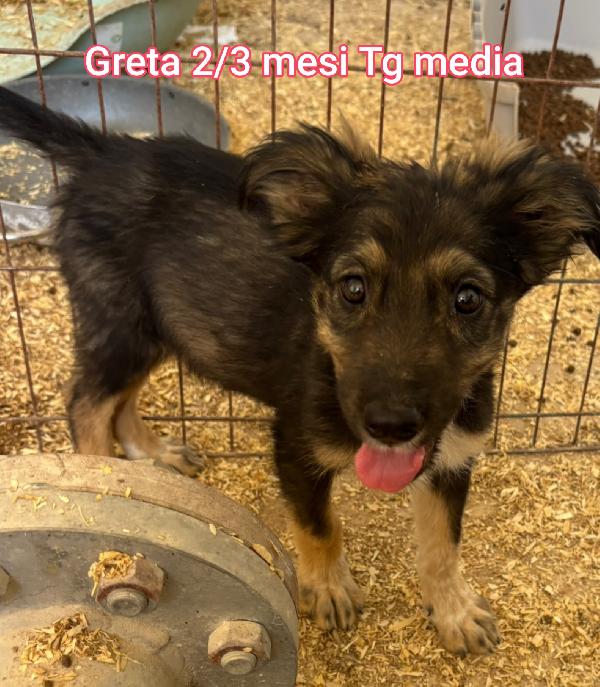 2 mesi: cuccioli in cerca di famiglie  Foto 4