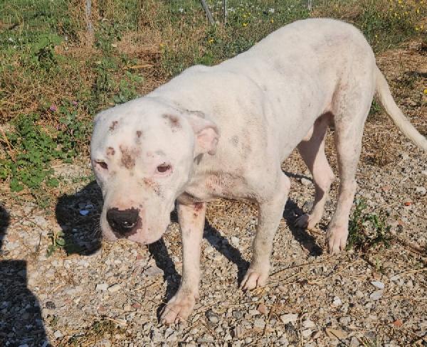 Giovanni: Dogo Argentino Dolce Equilbrato 