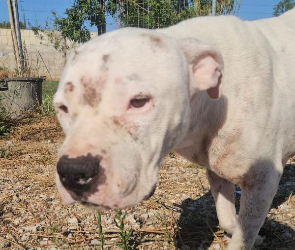 Giovanni: Dogo Argentino dolce equilbrato  Foto 2