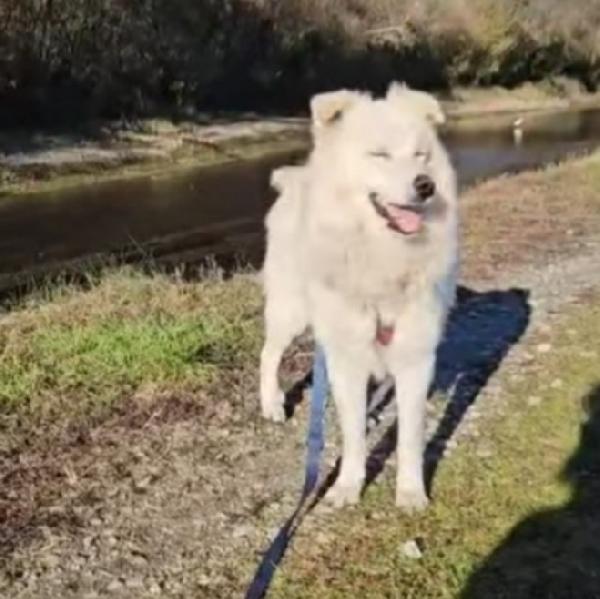 URGE MIRACOLO CASA CON GIARDINO X FAVOREEEE! NOVARAOVARA Foto 2