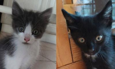 Benny E Nerone: Micini Di 60 Gg. Cercano Famiglia