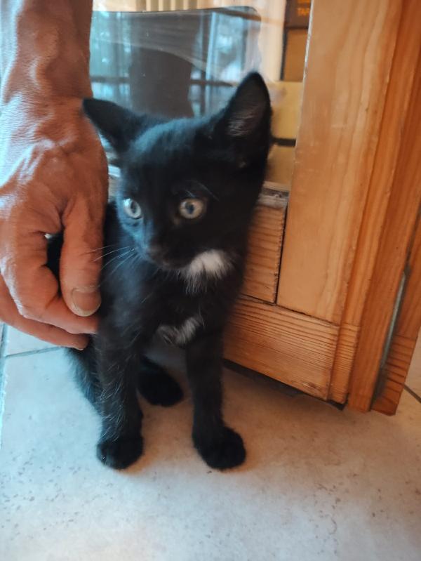 BENNY E NERONE: MICINI DI 60 GG. CERCANO FAMIGLIA Foto 2
