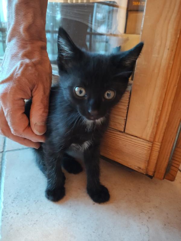 BENNY E NERONE: MICINI DI 60 GG. CERCANO FAMIGLIA Foto 3