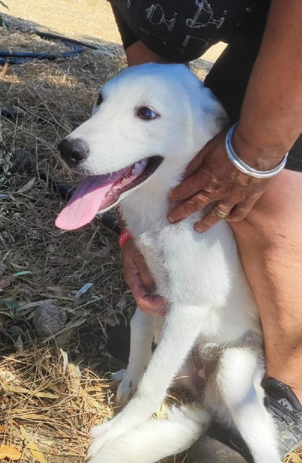 Bea E Lea 5Mesi In Pericolo Da Salvare Subito!! Cagliari