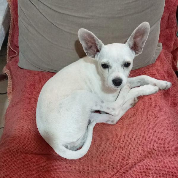 Simil Pinscher 6Mesi Tg Mini Solo Lombardia! Cagliari