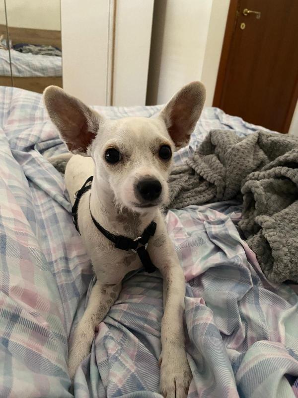 Simil Pinscher 6mesi tg mini SOLO LOMBARDIA! CAGLIARI Foto 2