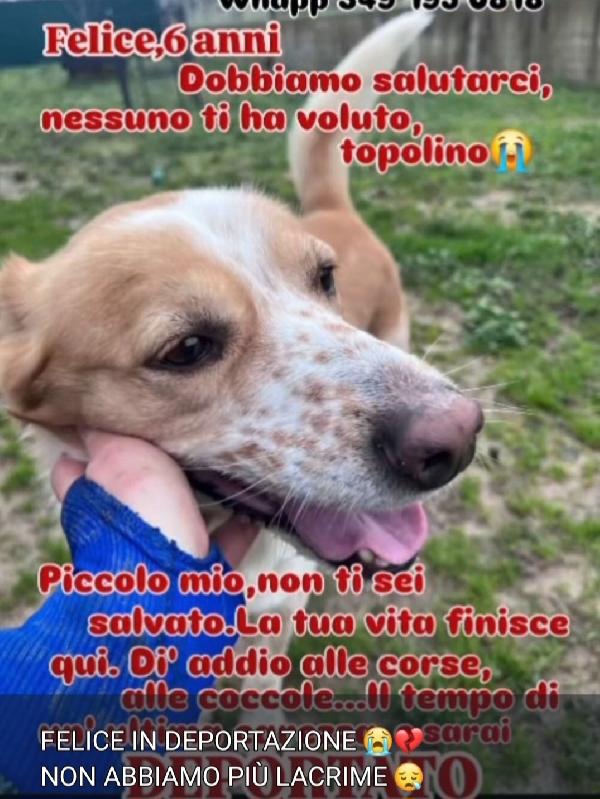 Felice 6Anni È Stato Deportato,Solo 1Adozione Lo Salva Da Lì!Calabria