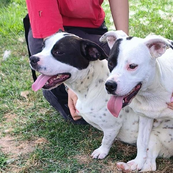 Rosa, cucciolona mix bull terrier  Foto 6