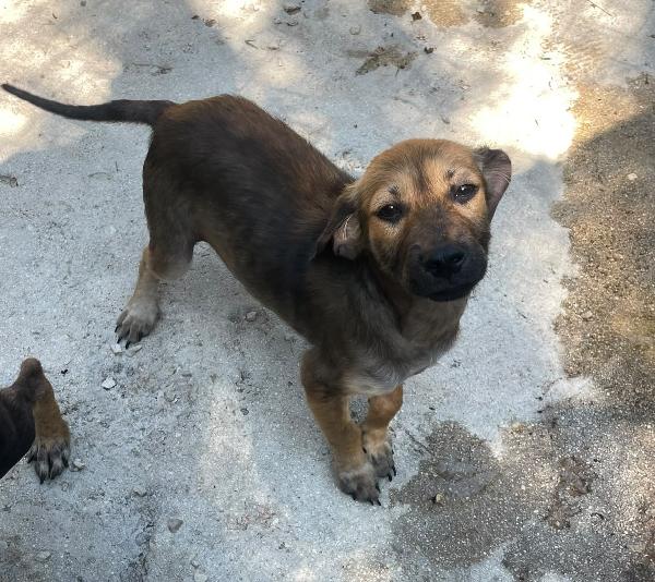 Sos Tenera Ombra