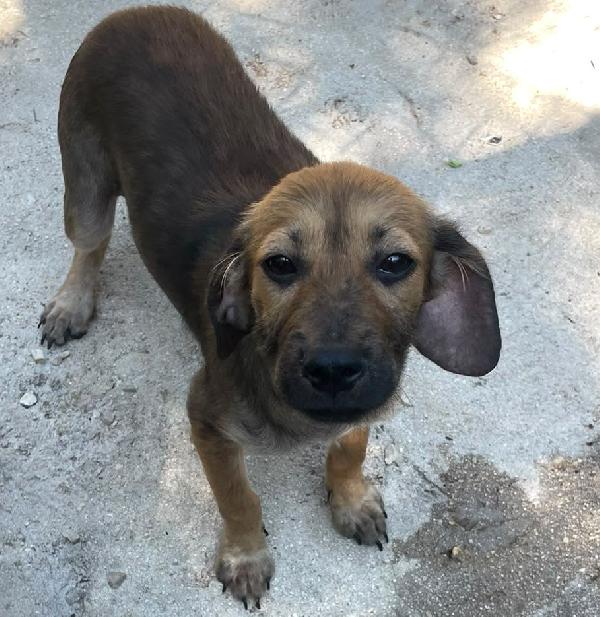 SOS TENERA OMBRA Foto 2