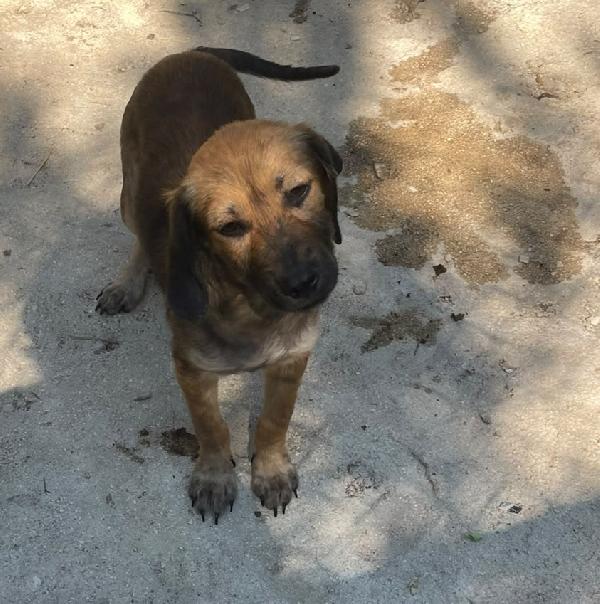 SOS TENERA OMBRA Foto 3